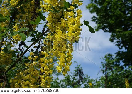 Florescence Of Laburnum Anagyroides Bush Against Blue Sky In Mid May