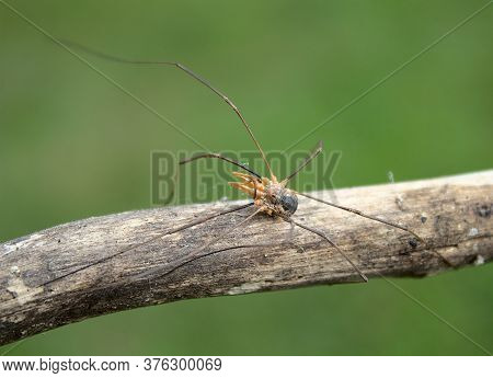 The Picture Shows A Harvestman On A Tree Trunk