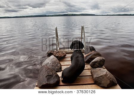 Hund drömmare