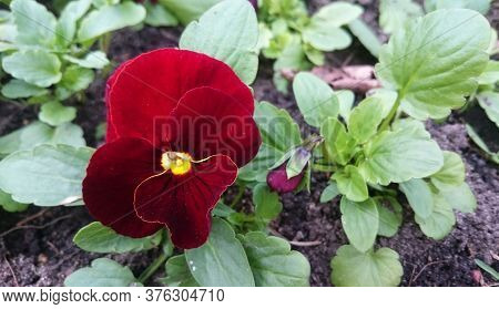 Dark Red And Yellow Pansy Flowers Red. Viola Wittrockiana