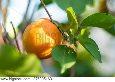 Single Yellow Apricot On A Branch Of A Fruit Tree In Summer. Selective Focus. Gardening Concept. Nat