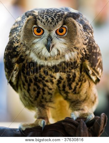 Eyes Wide Open Facing The Camera