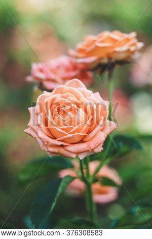 Shrub Roses In The Garden, Colorful Nature Background. Floral Wallpaper. Selective Focus. Rose Bush,