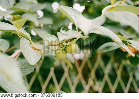Green Persimmon Fruit On The Branches Of The Tree.