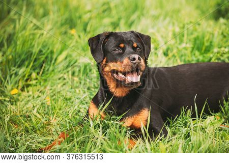 Funny Young Black Rottweiler Metzgerhund Puppy Dog Sit In Green Grass In Summer Park Outdoor.
