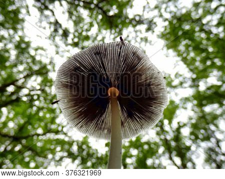 Pleated Inkcap (parasola Plicatilis) Sometimes Known As The Little Japanese Umbrella, Growing Under 