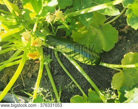 A Young Green Zucchini Fruit Is Growing. Olericulture.