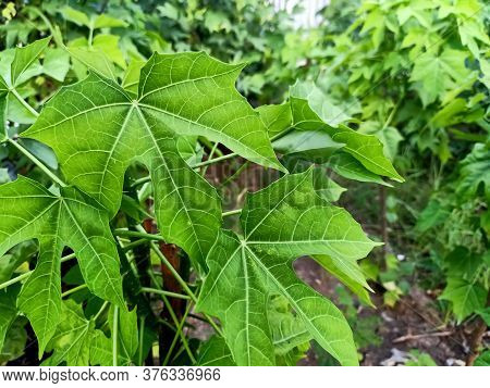 Tree Spinach Leaves On Tree. Tree Spinach Or Mexican Kale.\nvegetables That Are Delicious.