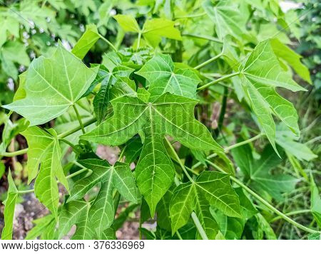 Tree Spinach Leaves On Tree. Tree Spinach Or Mexican Kale.
Vegetables That Are Delicious.