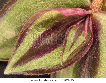 Foglie, viola e verde