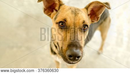 A Profile Of A German Sheppard Dog Looking Up