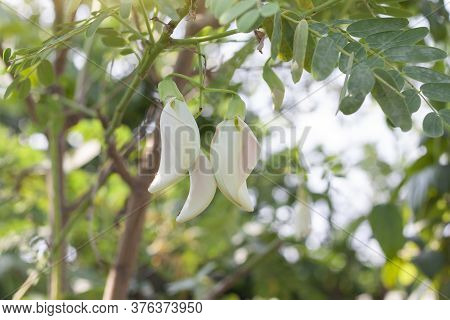 Agasta, Sesban, Vegetable Humming Bird, Butterfly Tree, Agati Bloom With Sunlight On Blur Nature Bac