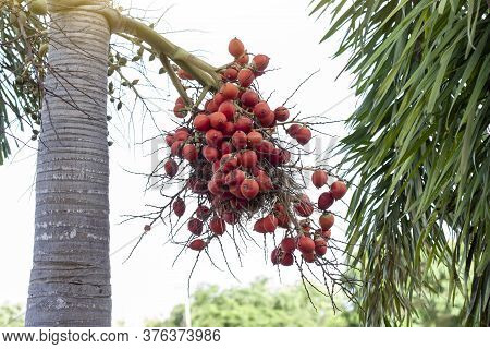 Red Betel Palm Or Betel Nut On Tree With Sunlight On Nature Background.