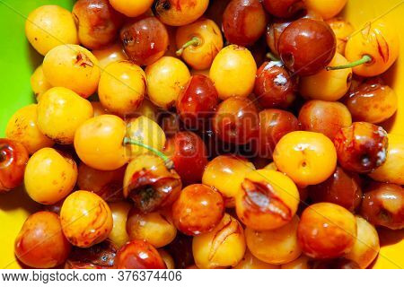 Spoiled And Rotten Yellow Cherries . Inedible Fruits