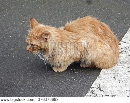Ginger Cat With Long White Whiskers Sitting On The Road