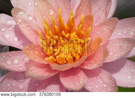 Close-up Of Beautiful Large Orange Color Lotus Flower And Yellow Pollen. Pastel Color Of Water Lily 