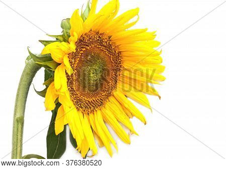 Blooming Sunflower On A White Background, The Name Of The Genus (lat. Helianthus, 