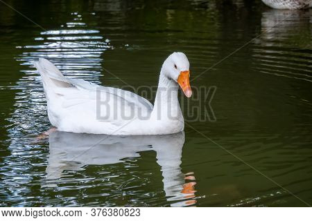 Domesticated Grey Goose, Anser Cygnoides Domesticus, Swims In A Lake With Green Water. Domesticated 