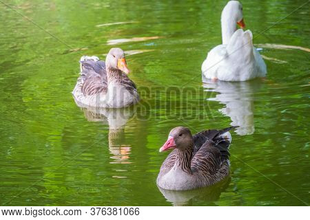 Three Geese - Two Gray And One White - Swim In The Lake With Green Water. The Greylag Goose Anser An