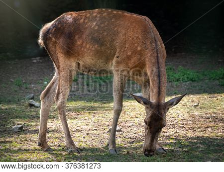 A Sika Deer Female Grazes In A Forest Glade. The Sika Deer, Cervus Nippon, Also Known As The Spotted