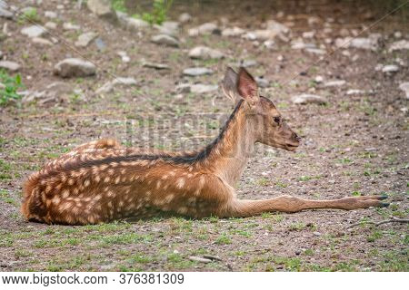 A Young Sika Deer Lying On The Ground And Grass. The Sika Deer, Cervus Nippon, Also Known As The Spo