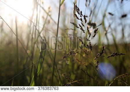 On A Sunny Evening, Sun Rays Seep Through The Tall Grass