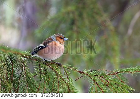 The Common Chaffinch (fringilla Coelebs) Sitting On The Green Branch With The Green Background Of Th