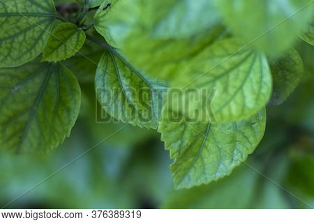 Hibiscus Flower Leaf Texture With Bokeh Background