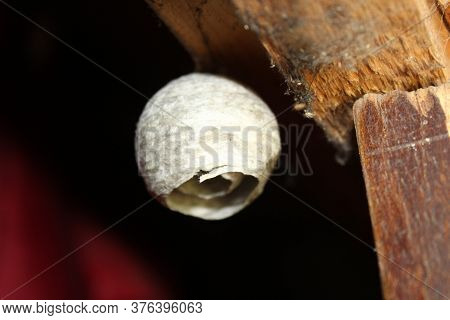 Wasp Nest Made Under Old Logs In The Village