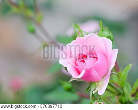 Soft Pink Rose Bonica With Buds In The Garden. Perfect For Background Of Greeting Cards For Birthday