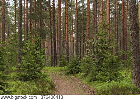 Green Forest With Fur-trees, Pine Trees, Green Blueberry Bushes And Grass In Summer