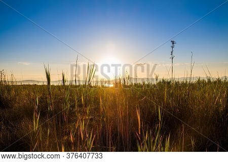 Sunrise Over Grass In Beautiful Ornithological Nature Park Vrana Lake (vransko Jezero) In Dalmatia, 