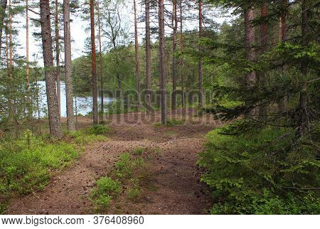 Green Forest With Fur-trees, Pine Trees, Green Blueberry Bushes And Grass In Summer, Lake On A Backg
