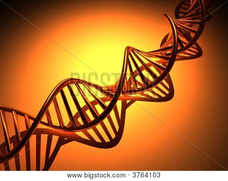 Dna 的结构