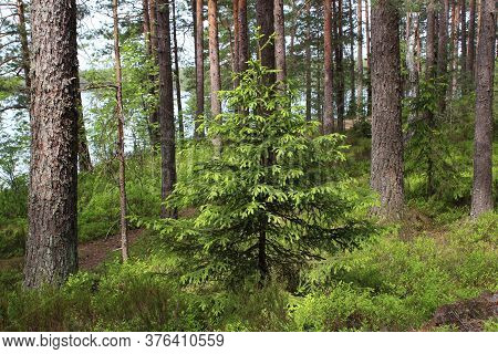 Green Forest With Fur-trees, Pine Trees, Green Blueberry Bushes And Grass In Summer