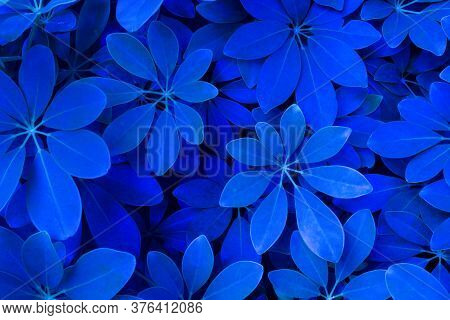 Blue Tree Leaves On Image & Photo (Free Trial) | Bigstock