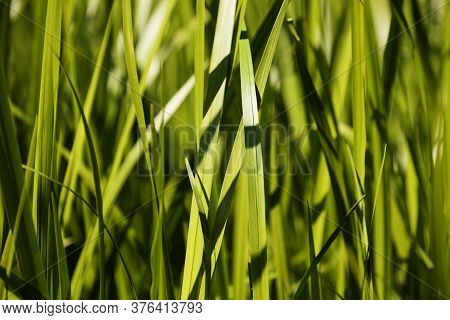 Dense Vegetation Of Grass At Beach Edge