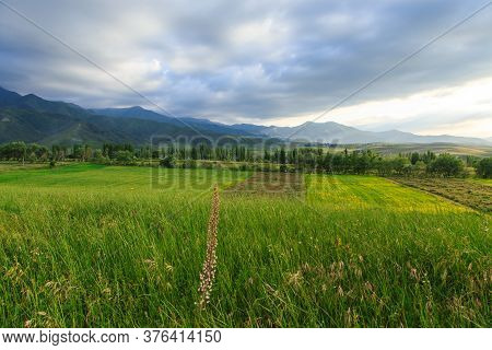 Beautiful Spring And Summer Landscape. Lush Green Hills. Spring Blooming Herbs.