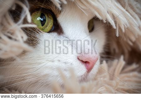 The Cat's Face Looks Out From The Blanket Inside The House. A Close-up View Of Her Eyes And Pink Nos