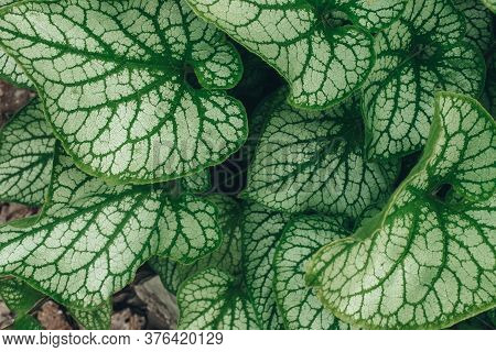 Siberian Bugloss Green Leaves Background In The Garden.