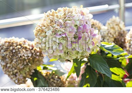 Autumn Hydrangea Flower.  Fading Hydrangea Flower, Flower, Hydrangea, Plant