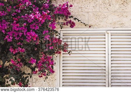 Bougainvillea - Beautiful Pink Flowers And Light Wall