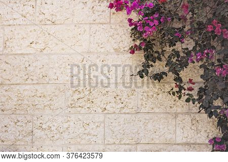 Bougainvillea - Beautiful Pink Flowers And Light Wall