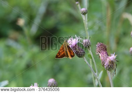 A Close Up View Of A Large Skipper Butterfly