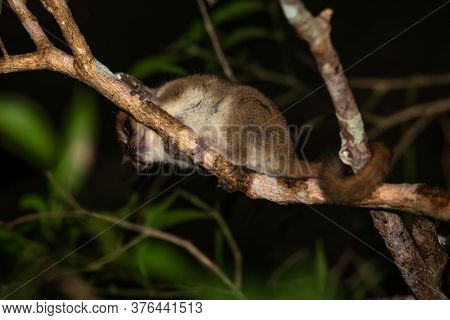 One Mouse Lemur Moves Along The Branches Of A Tree