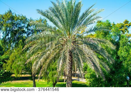 Beautiful Tropical Palm Tree. Palm Tree Close Up In Asia.
