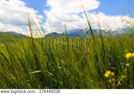 Flowering Wild Grass In The Mountains. Summer Landscape. Kyrgyzstan. Natural Background