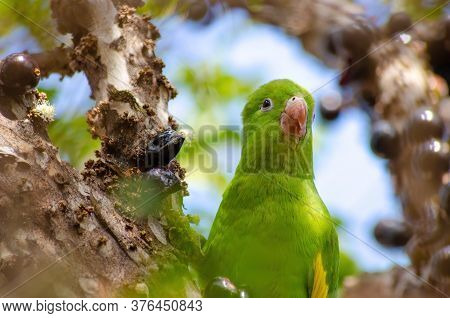 Maritaca, Brazilian Bird Eating Jaboticaba Or Jaboticaba. Selective Focus.