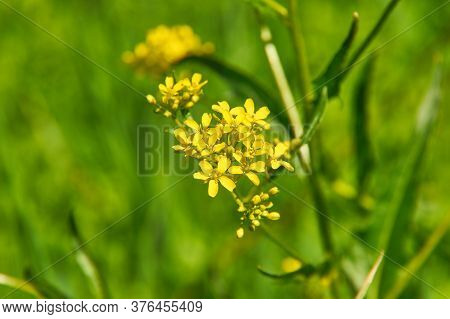 Barbarea Vulgaris