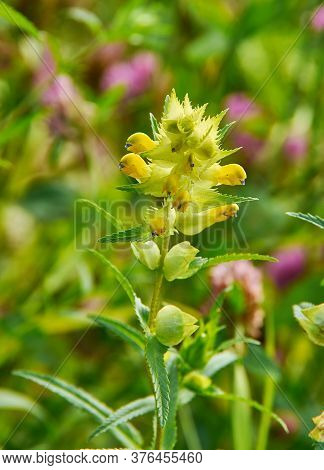 Rhinanthus Angustifolius